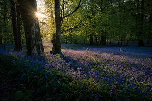 Bluebells Woods Web crop